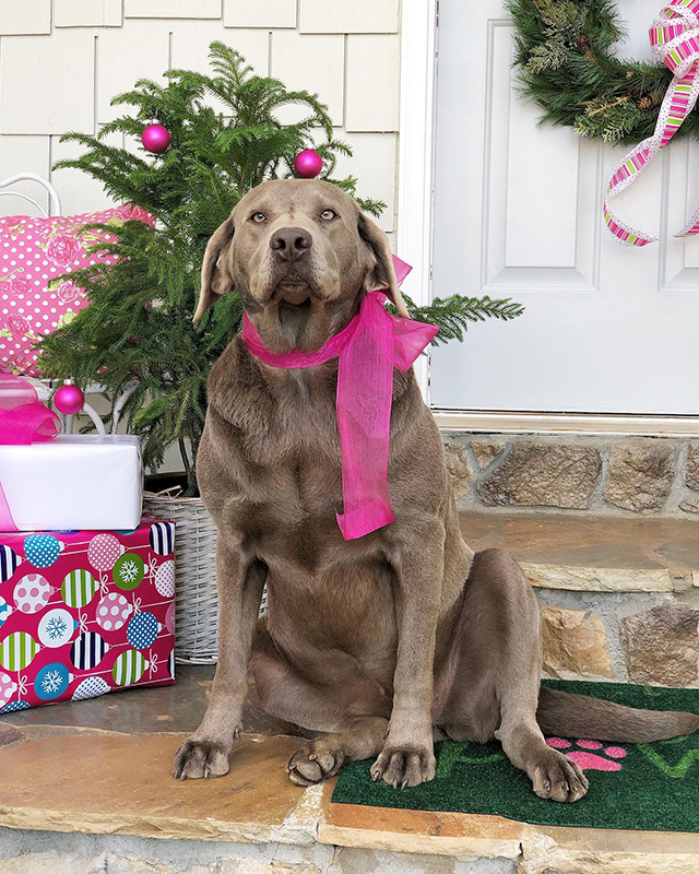 Duke Manor Farm | Holiday Decor for Front Porch